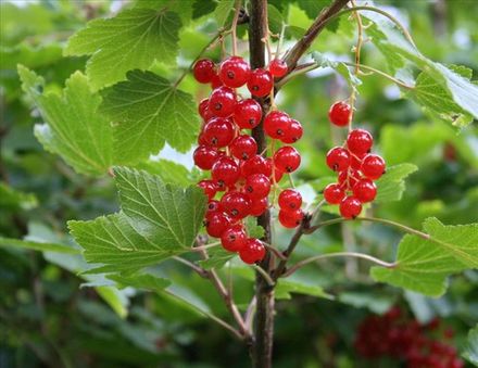 Chinese Red Currant