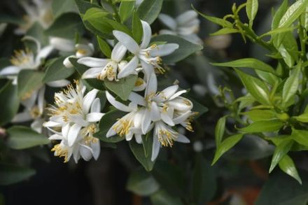 Chinotto blossom