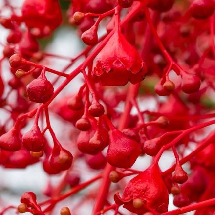 Christmas Tree or Flame Tree