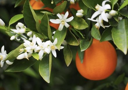 Citrus Blossom