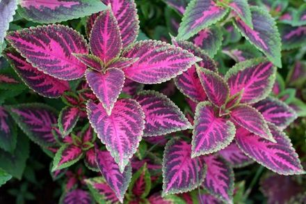 Coleus