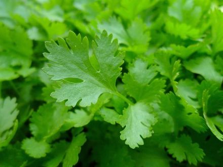 Coriander iandaldehydes