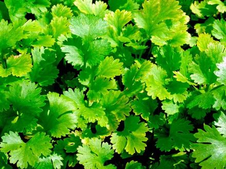 Coriander