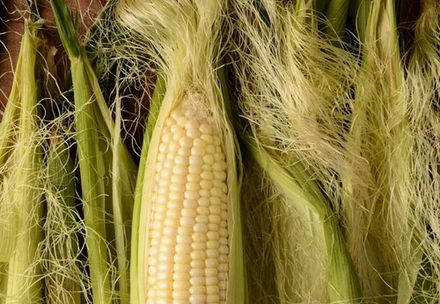 Corn Silk