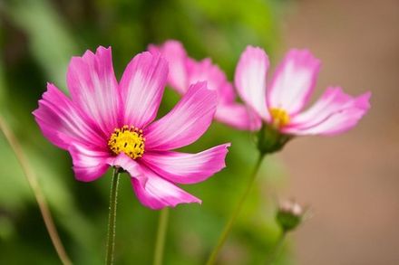 Cosmos Flower