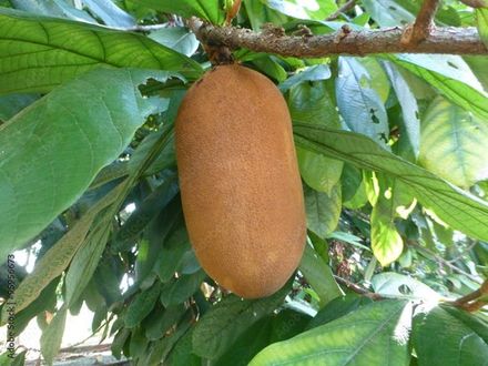 Cupuacu, Cupuassu, Copoasu