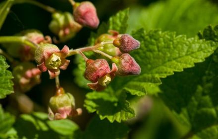 Currant buds