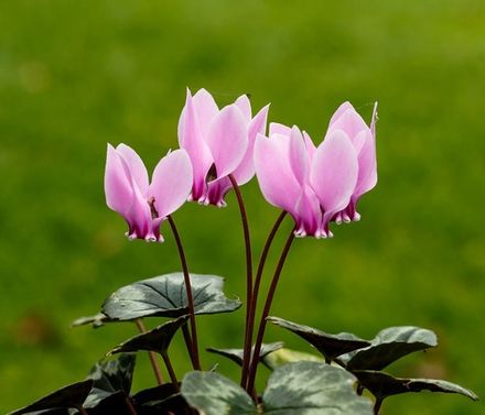 Cyclamen