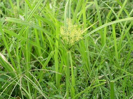 Cyperus esculentus