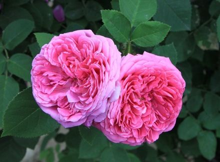 Damask Rose