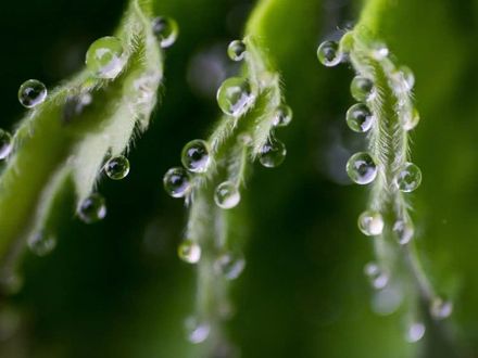 Dew Drop