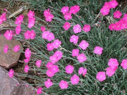Dianthus