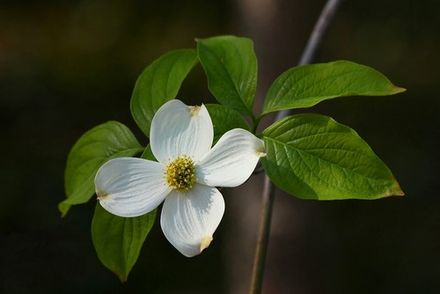 Dogwood Blossom