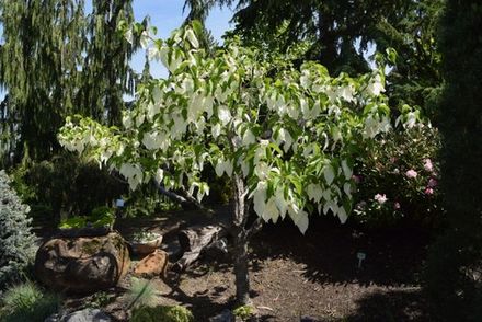 Dove tree
