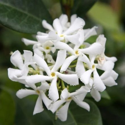 False Jasmine