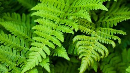 Fern