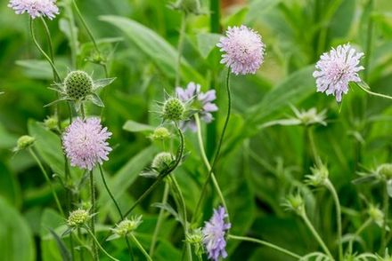 Field scabious