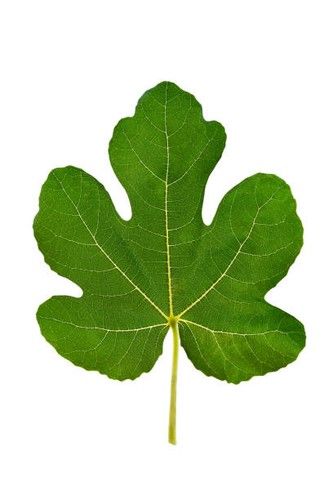Fig Leaf