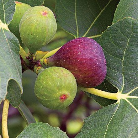 Fig Tree