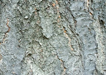 Fig Wood Bark