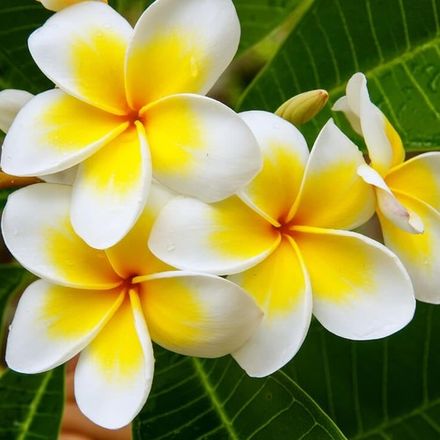Frangipani
