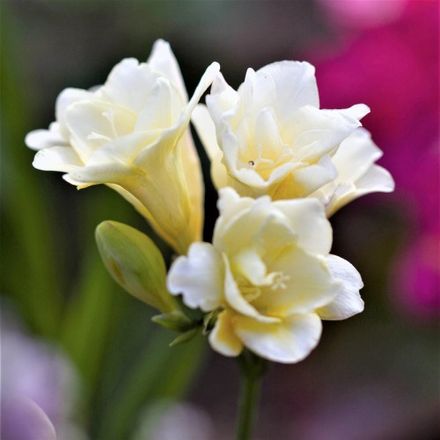 Freesia Petals