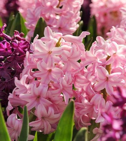 French Hyacinth