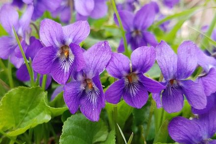 French Violet