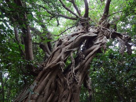 Gajumaru Banyan
