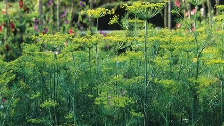 Garden Dill