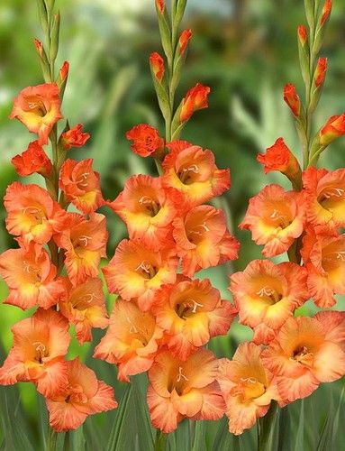 Gladiolus