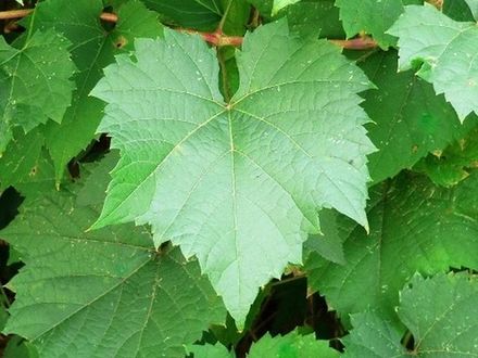 Grape leaves