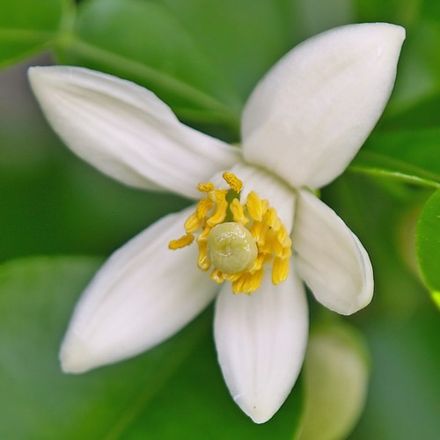 Grapefruit blossom