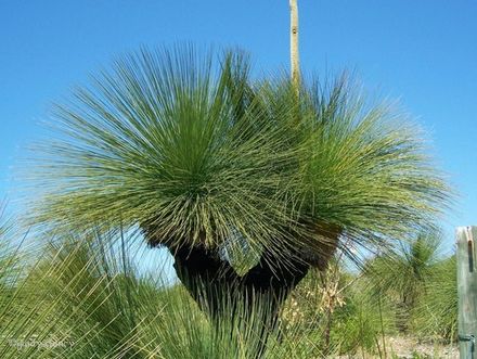 Grass Tree