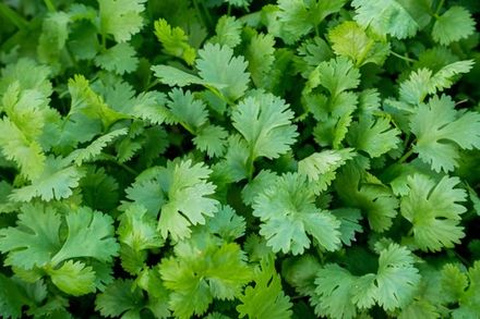 Green Coriander