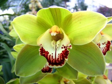 Green Orchid