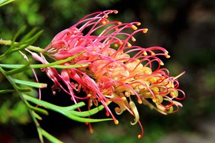 Grevillea