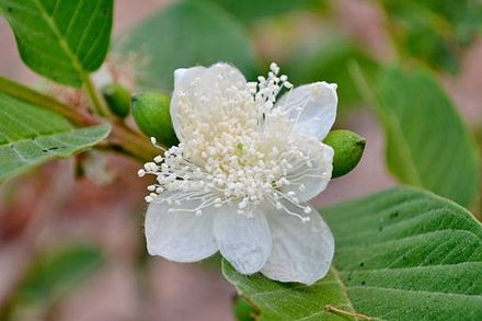 Guava blossom