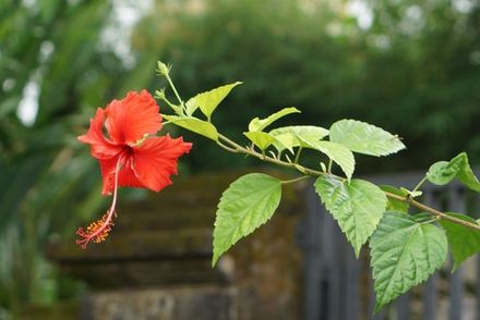 Hibiscus leaves