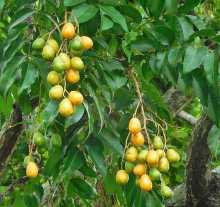 Hog Plum