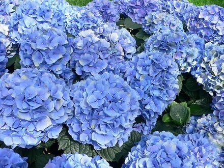 Hortensia