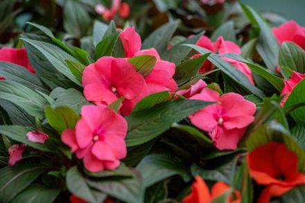 Impatiens