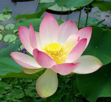Indian Lotus