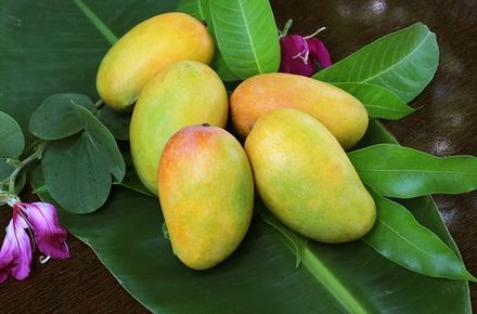 Indian Mango