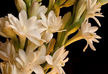 Indian Tuberose