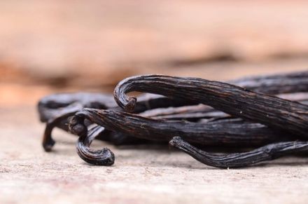 Indian Vanilla