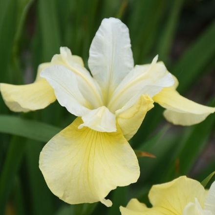 Iris Butter