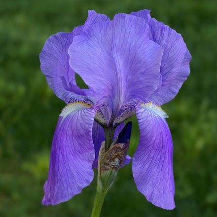 Iris Pallida