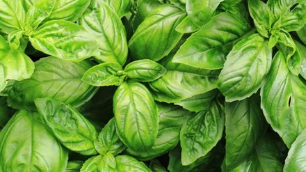 Israeli Basil