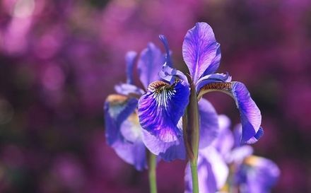 Italian Iris